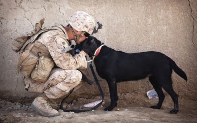 Are You in Need of a Guide or Service Dog?